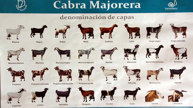 Cabra Majorera